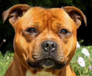 Staffie