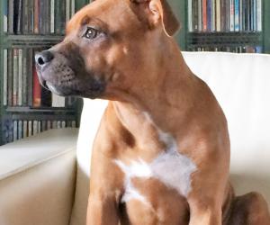 Staffie